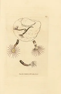 Subjects Gallery: Sand worm with crimson feelers, Amphitrite rosea