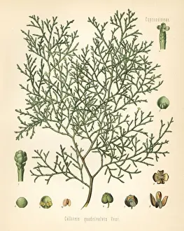 Barbary Prints: Sandarac tree, Tetraclinis articulata