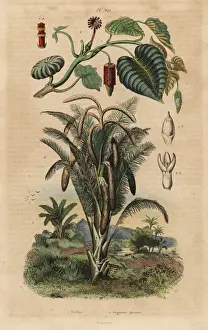 Sago Prints: Sandbox tree and true sago palm
