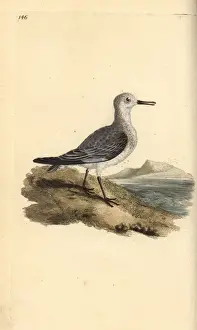 Alba Prints: Sanderling, Calidris alba