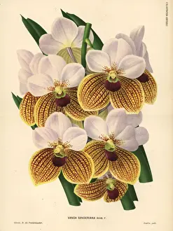 Pannemaeker Prints: Sanders vanda orchid, Euanthe sanderiana