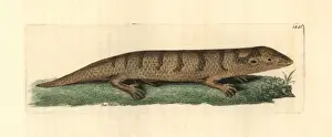 Sandfish skink, Scincus scincus