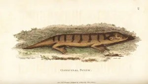 Amphibia Collection: Sandfish skink, Scincus scincus
