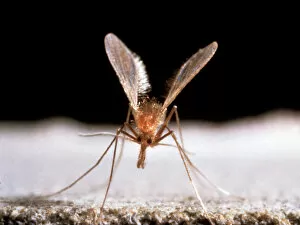 Insecta Gallery: Sandfly