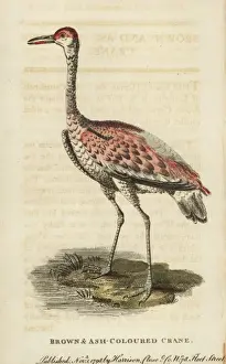 Naturalistspocketmagazine Prints: Sandhill crane, Grus canadensis