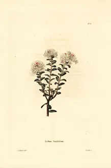 Loddiges Prints: Sandmyrtle, Kalmia buxifolia