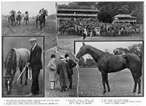 Taylor Collection: At the Sandown races