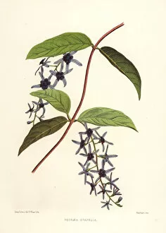 Sandpaper vine, Petrea volubilis