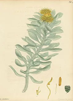 Herbarium Prints: Sandveld pincushion, Leucospermum rodolentum