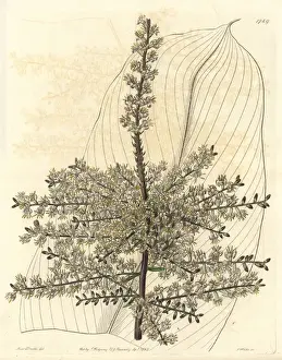 Sydenhamedwards Prints: Sandwich Island tee-plant, Cordyline fruticosa