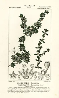 Cress Collection: Sanguinaria or nevadilla, Paronychia argentea