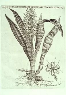 Sanseveria hyacinthoides, bowstring hemp