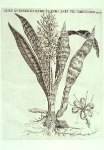 Aloe Prints: Sanseveria hyacinthoides, bowstring hemp