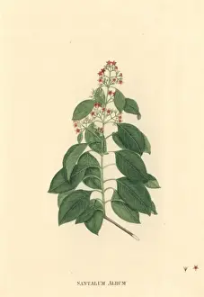 Santalum album, sandalwood