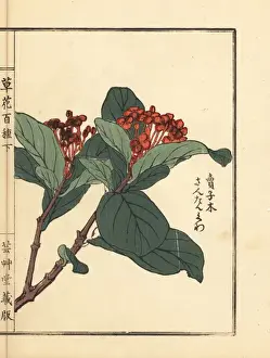 Gardenflower Prints: Santanka or jungle geranium, Ixora coccinea