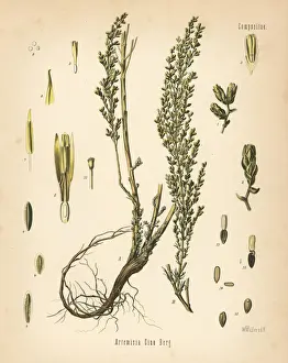 Santonica or wormseed, Artemisia cina