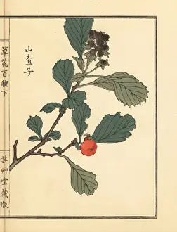 Sanzashi or Japanese hawthorn, Crataegus cuneata