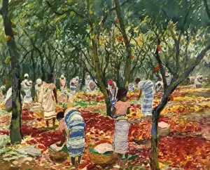 Sao Tome Cocoa Harvest