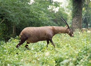 Antelope Gallery: Saola / Vu Quang Ox - stuffed