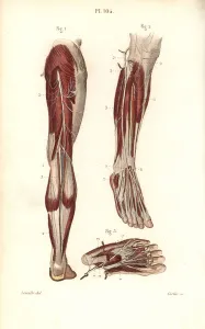 Leveille Prints: Saphenous and medial plantar nerves