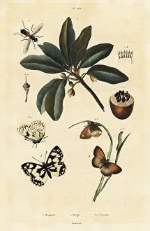 Sapodilla and moths