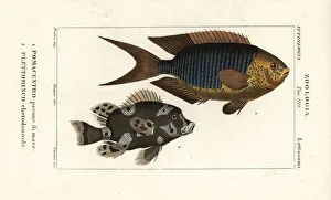 Sapphire damsel and harlequin sweetlips Sapphire damsel and harlequin sweetlips