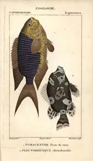 Sapphire damsel, Pomacentrus pavo, and harlequin