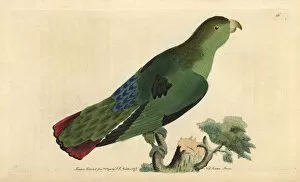 Tailed Collection: Sapphire-rumped parrotlet or purple-tailed