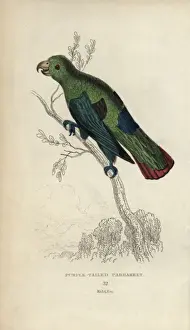 Parrakeet Prints: Sapphire-rumped parrotlet, Touit purpurata