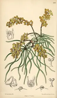 Sarcochilus luniferus, yellow orchid native to Burma