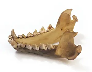 Sarcophilus laniarius, Tasmanian devil