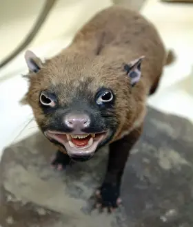 Sarcophilus laniarius, Tasmanian devil