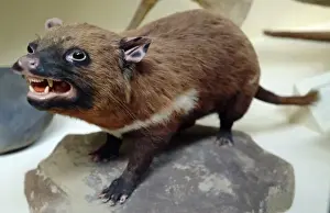 Sarcophilus laniarius, Tasmanian devil
