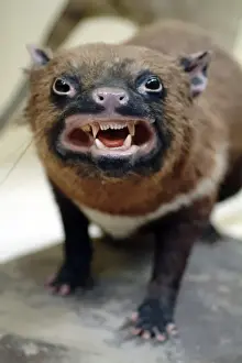 Sarcophilus laniarius, Tasmanian devil
