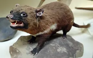 Sarcophilus laniarius, Tasmanian devil