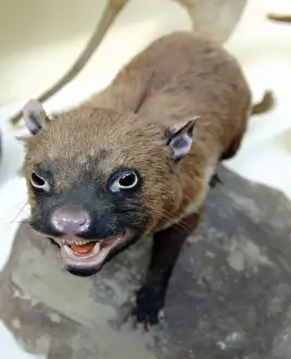 Sarcophilus laniarius, Tasmanian devil