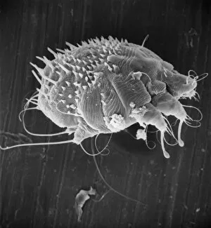 Microscope Image Gallery: Sarcoptes scabiei, scabies mite