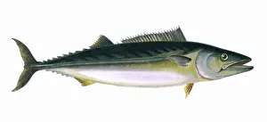 Sarda sarda, or Pelamis sarda