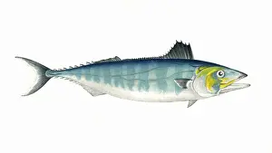 Sarda sarda, or Short-Finned Tunny