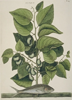 Mark Catesby Collection: Sardina pilchardus, European pilchard