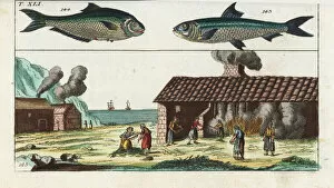 Encyclopedia Gallery: Sardine, ilisha, and sardine smokehouse
