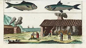 Africana Gallery: Sardine, ilisha, and sardine smokehouse