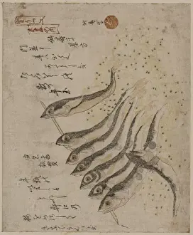Sardines
