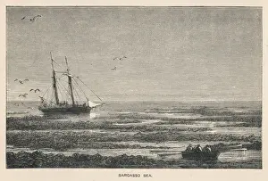 Tract Prints: Sargasso Sea (Anon)