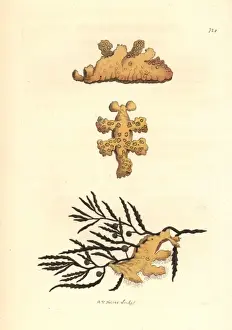 Gastropod Prints: Sargassum nudibranch, Scyllaea pelagica