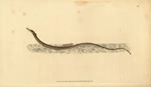 Donovan Prints: Sargassum pipefish or pelagic pipefish, Syngnathus pelagicus