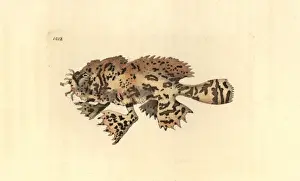 Histrio Prints: Sargassumfish, Histrio histrio
