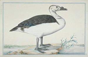 Anatidae Gallery: Sarkidiornis melanotus, comb duck