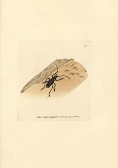 Subjects Gallery: Sarosesthes fulminans beetle