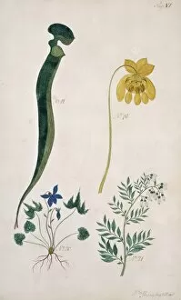 Sarracenia Collection: Sarracenia flava, trumpet leaf